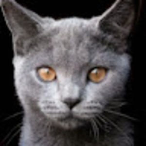 Meet your Posher, Joe